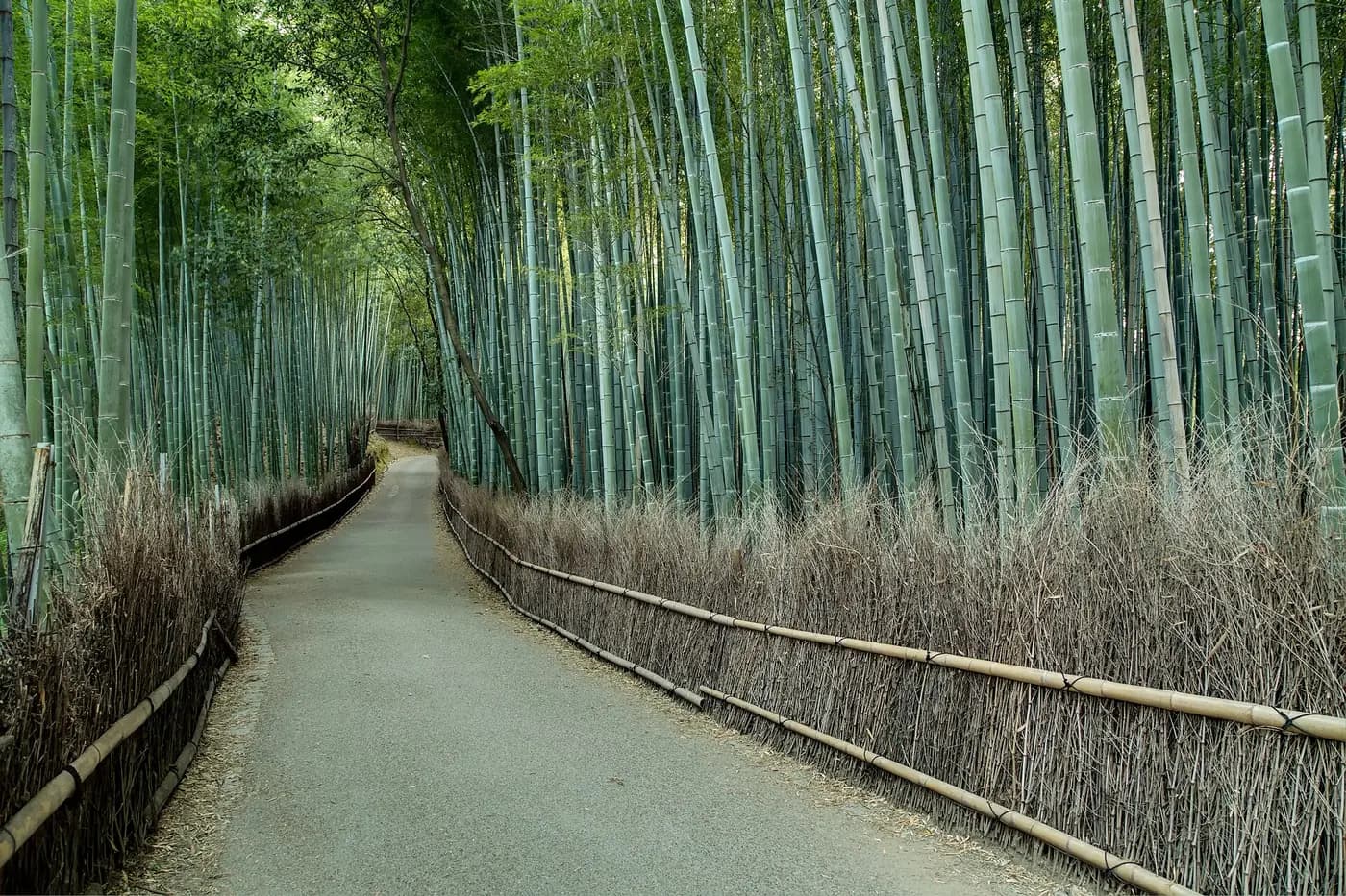 Kyoto ve Arashiyama'nın En İyileri
